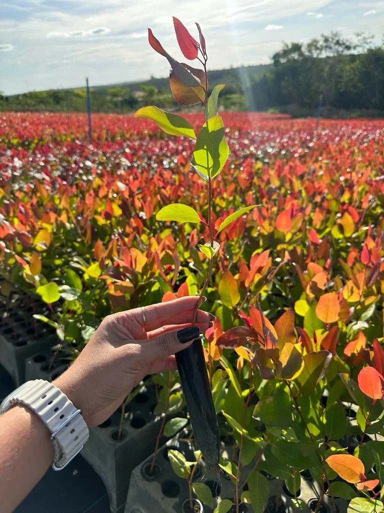 Viveiro de mudas clonais 1