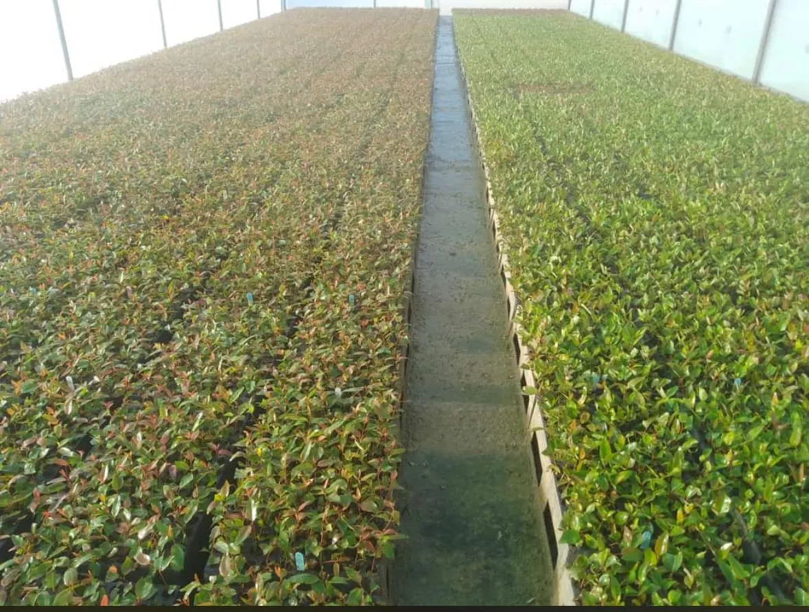 Viveiro de mudas clonais 2