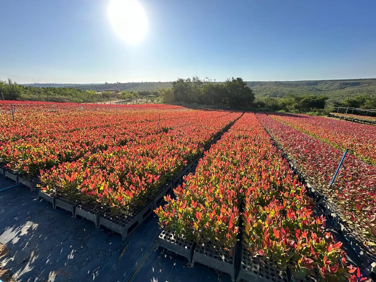 Viveiro de mudas clonais 3