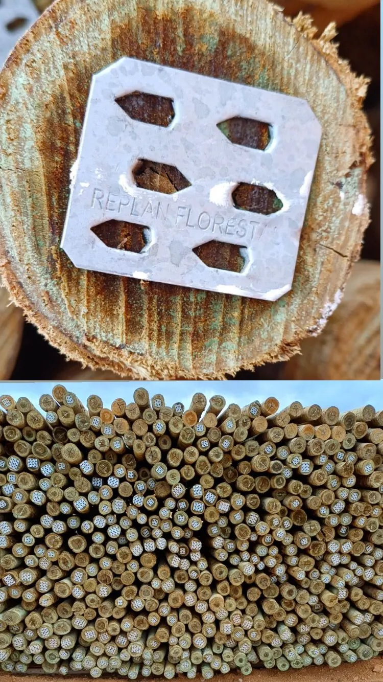 Viveiro de mudas clonais 4