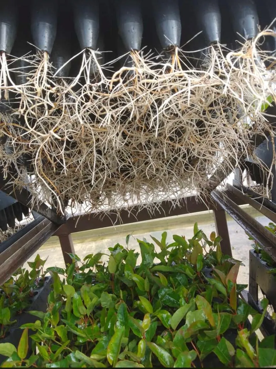 Viveiro de mudas clonais 5